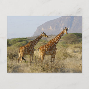 Carte Postale Giraffe somalienne, Giraffe réticulée, Giraffa