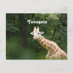 Carte Postale Giraffe tanzanienne