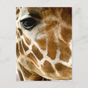 Carte Postale Giraffe Visage Closeup   Animaux sauvages Photo na