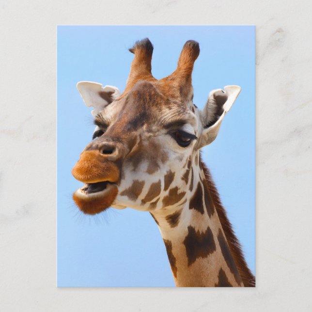 Carte Postale Giraffe Visage fermer photo (Devant)
