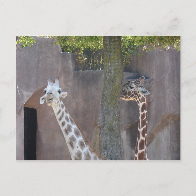 Carte postale Giraffes (Devant)