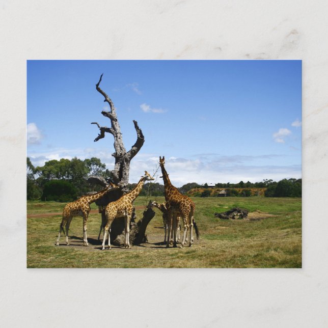 Carte Postale Giraffes (Devant)