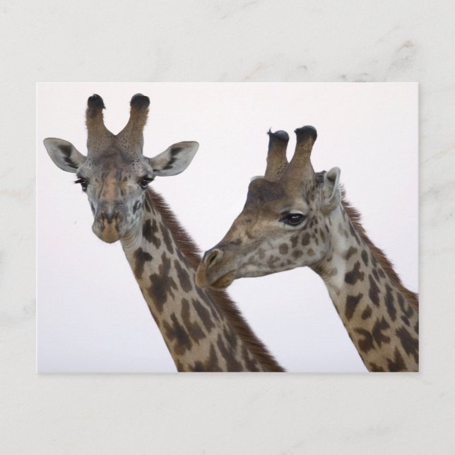 Carte Postale Giraffes (Devant)