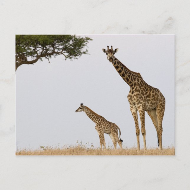 Carte Postale Giraffes (Devant)