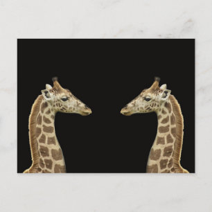 Carte Postale Giraffes