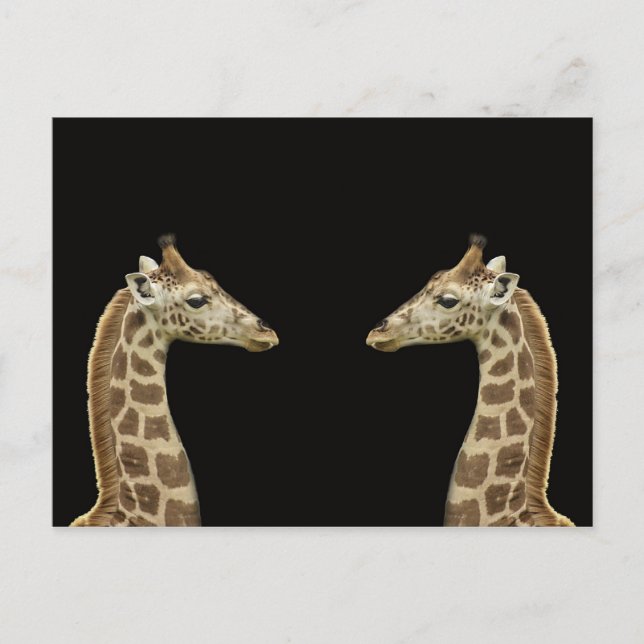 Carte Postale Giraffes (Devant)