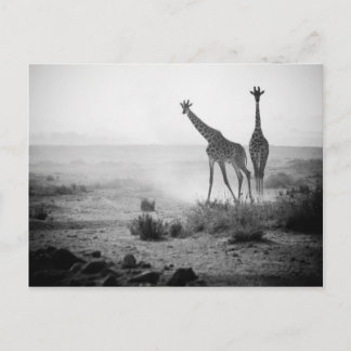 Carte Postale Giraffes