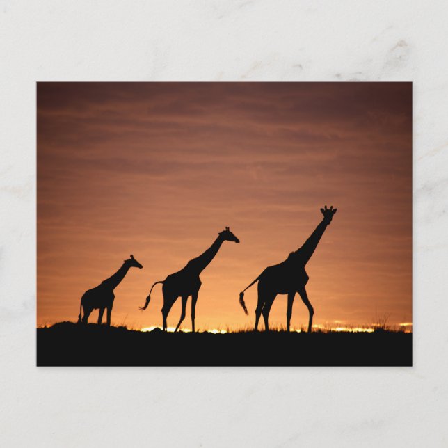 Carte Postale Giraffes au coucher du soleil (Devant)