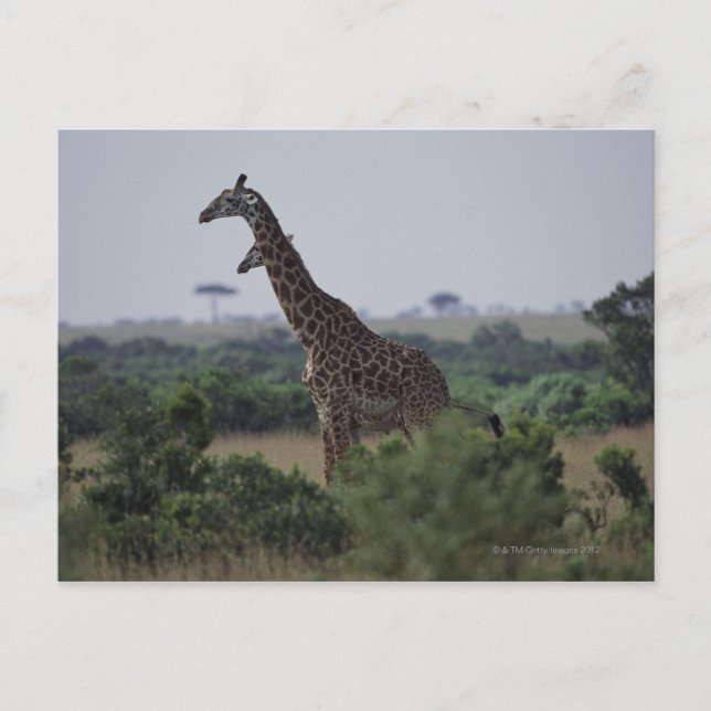 Carte Postale Giraffes en Afrique (Devant)