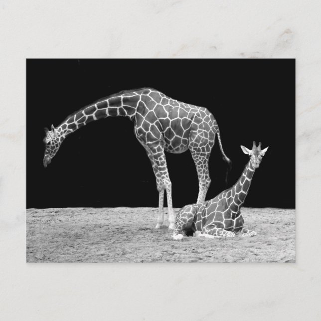 Carte Postale Giraffes en noir et blanc (Devant)