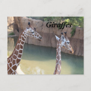 Carte Postale Giraffes n° 2