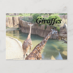 Carte Postale Giraffes n° 5