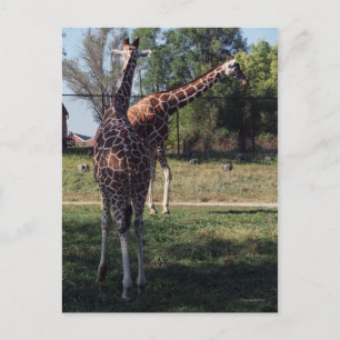 Carte postale Giraffes réticulées