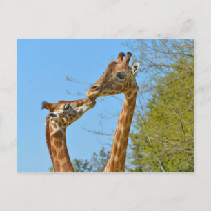 Carte Postale Giraffes s'embrassant