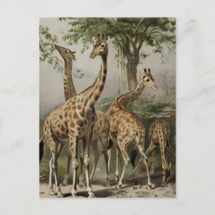 Carte Postale Giraffes sud-africaines vintages