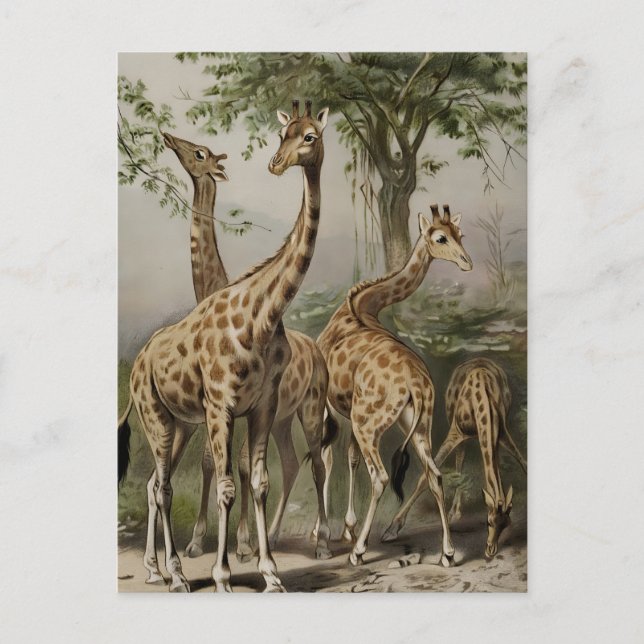 Carte Postale Giraffes sud-africaines vintages (Devant)