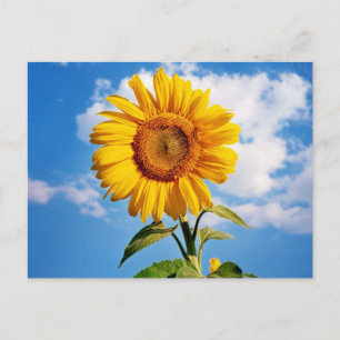 Carte Postale Girassol - Sunflower Four