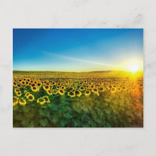 Carte Postale Girassol - Tournesol Trois