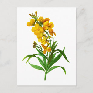 Carte Postale Giroflee Jaune par Pierre Joseph Redoute