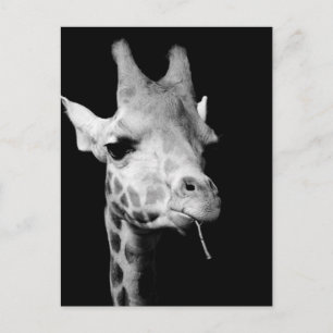 Carte Postale girrafe