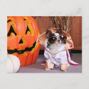 Carte Postale Gizmo - Chihuahua - Thomas