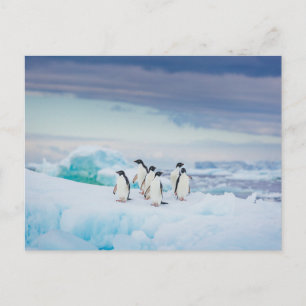Carte Postale Glace et neige   Adelie Penguins Antarctique