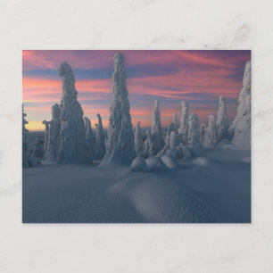 Carte Postale Glace et neige   Arbres couverts de neige, Laponie