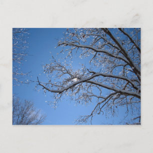 Carte Postale Glace rayonnante et arbres couverts de neige