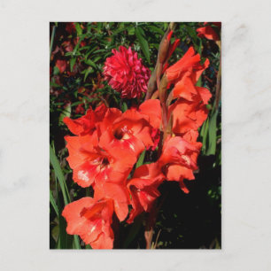 Carte Postale Gladiolas rouges