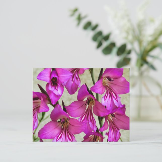 Carte Postale Gladiolus byzantin (Debout devant)