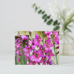 Carte Postale Gladiolus byzantin