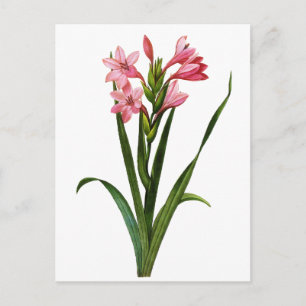 Carte Postale Gladiolus Laccatus Par Pierre Joseph Redoute