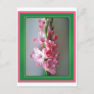 Carte Postale Gladiolus rose