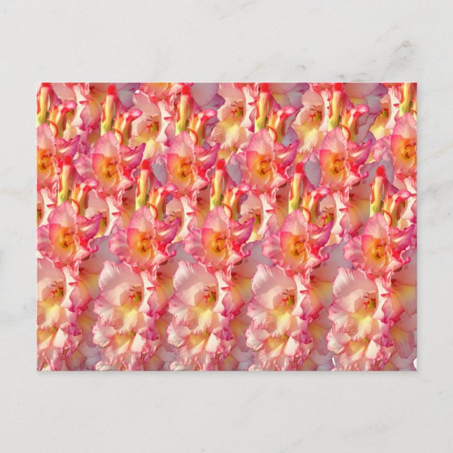 Carte Postale Gladiolus rose (Devant)
