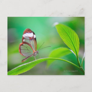 Carte Postale Glass wing butterfly relaxing on fresh green