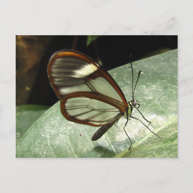 Carte Postale Glasswinged Butterfly (Devant)