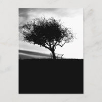 Glastonbury Hawthorn. Arbre. Noir et Blanc.