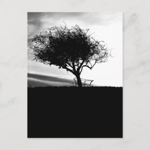 Carte Postale Glastonbury Hawthorn. Arbre. Noir et Blanc.