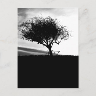 Carte Postale Glastonbury Hawthorn. Arbre. Noir et Blanc.