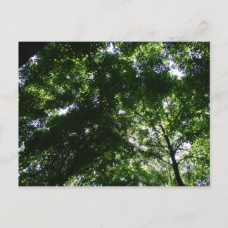 Carte Postale Glen Helen Maple