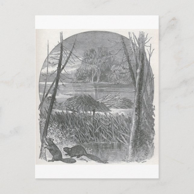 Carte Postale Glimpses of the Animate World - Beaver Dam (Devant)