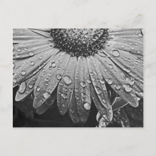 Carte Postale Glistening Rain Drops on Daisy Flower