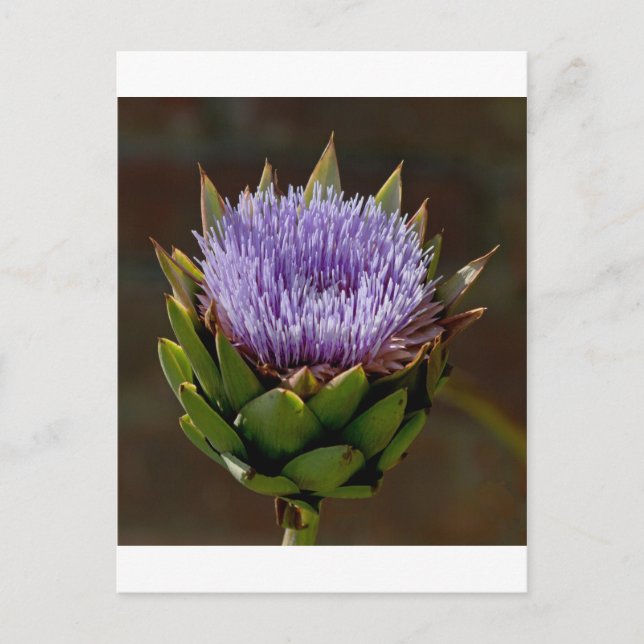 Carte Postale Globe Artichoke, Cynara Cardunculus, en fleur. (Devant)