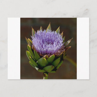 Carte Postale Globe Artichoke, Cynara Cardunculus, en fleur.