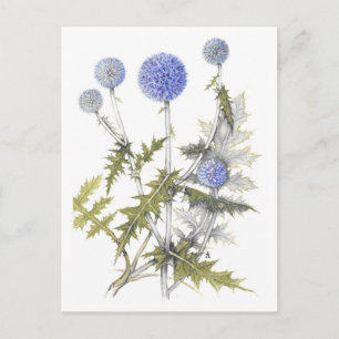 Carte Postale Globe Thistle Collection