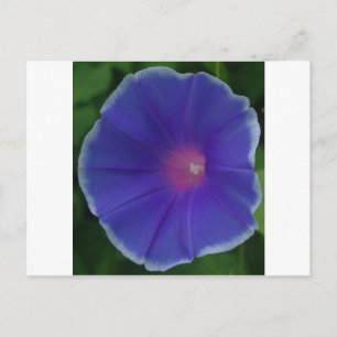 CARTE POSTALE GLOIRE DE MATIN BLEUE