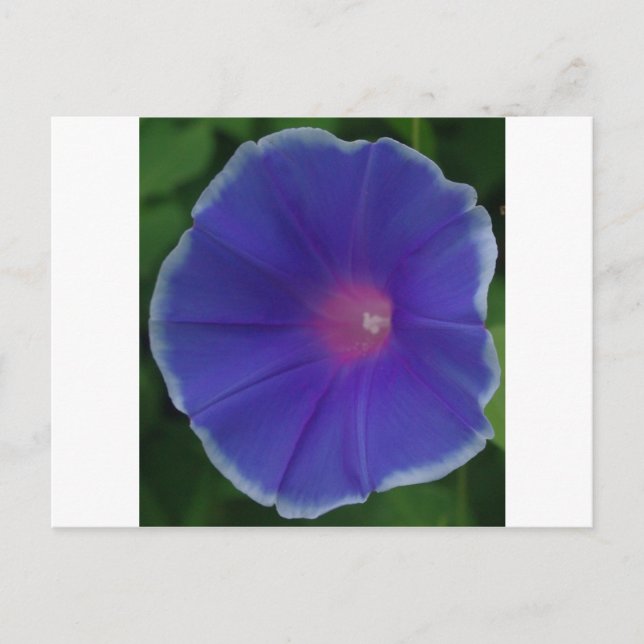 CARTE POSTALE GLOIRE DE MATIN BLEUE (Devant)