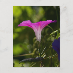 Carte postale Gloire du matin