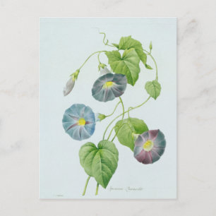 Carte Postale Gloire du matin