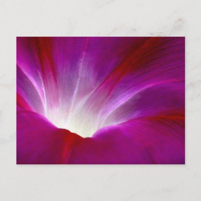 Carte Postale Gloire du matin (2) (Devant)